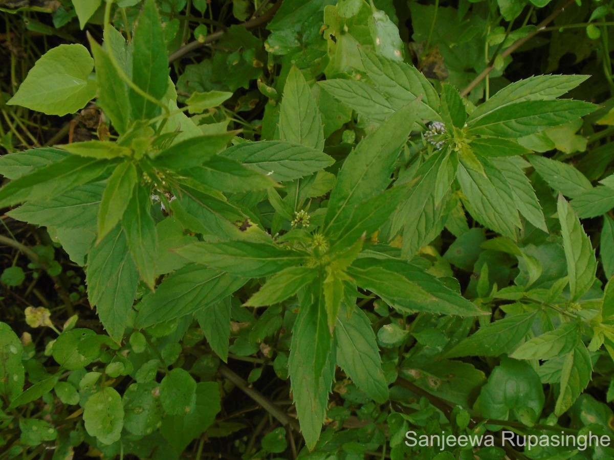 Mentha arvensis L.